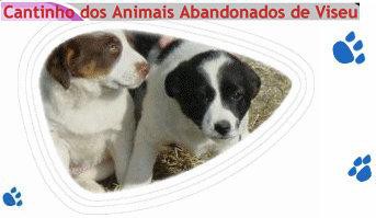 cantinho dos animais de viseu